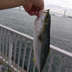 やったーカンパチ　　の子供ゲット